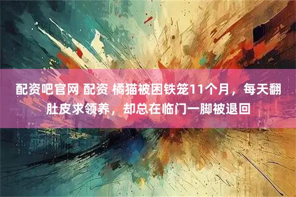 配资吧官网 配资 橘猫被困铁笼11个月，每天翻肚皮求领养，却总在临门一脚被退回