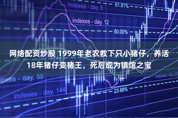 网络配资炒股 1999年老农救下只小猪仔，养活18年猪仔变猪王，死后成为镇馆之宝
